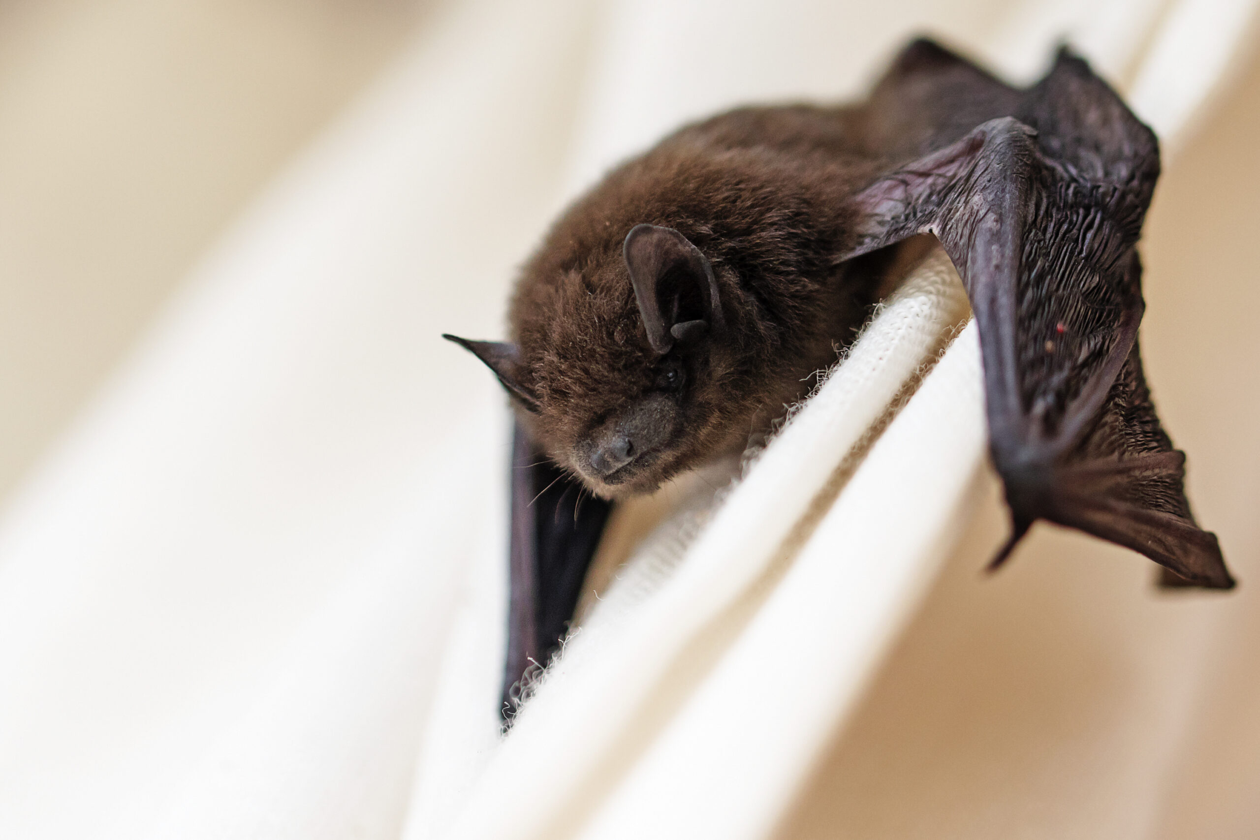 bat removal service provider in South Jersey