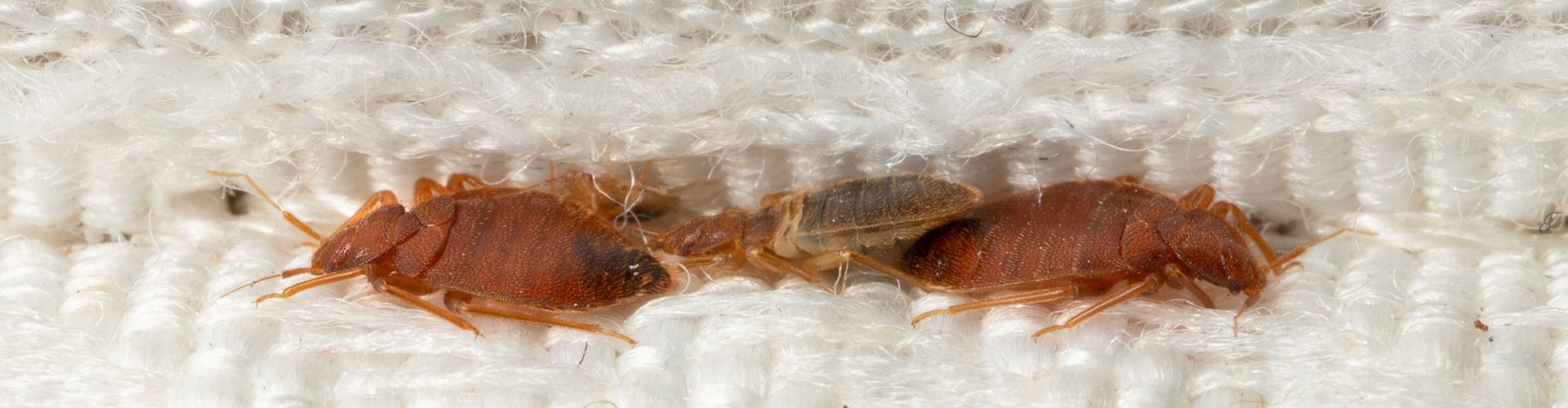 Bed Bugs A Bell Pest Services South Jersey