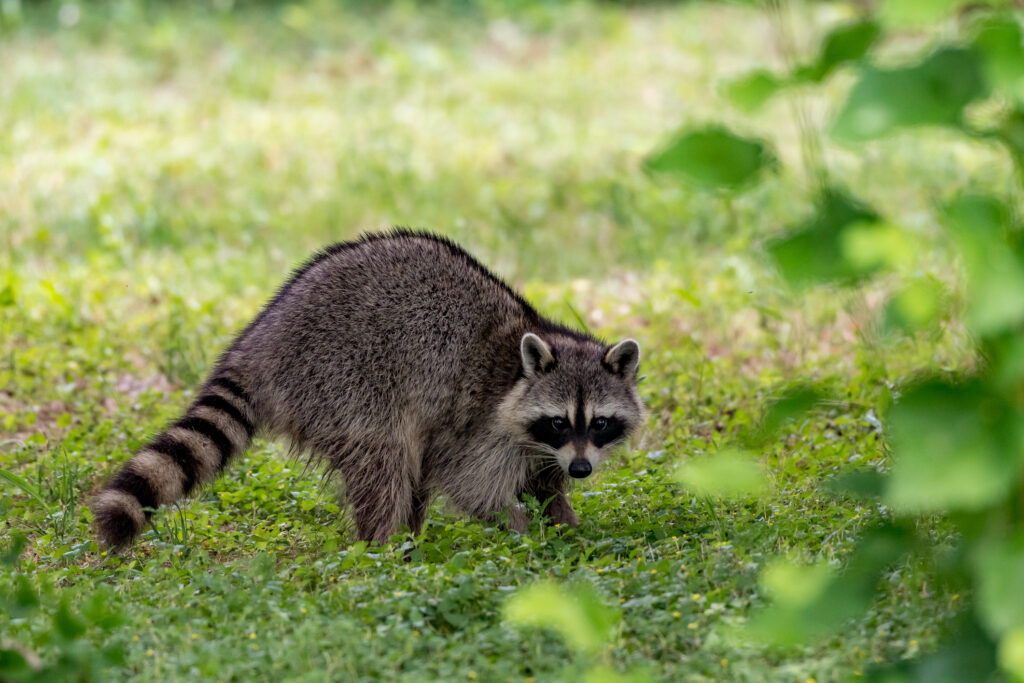 Squirrels, Raccoon & Skunks - A Bell Pest Services | South Jersey