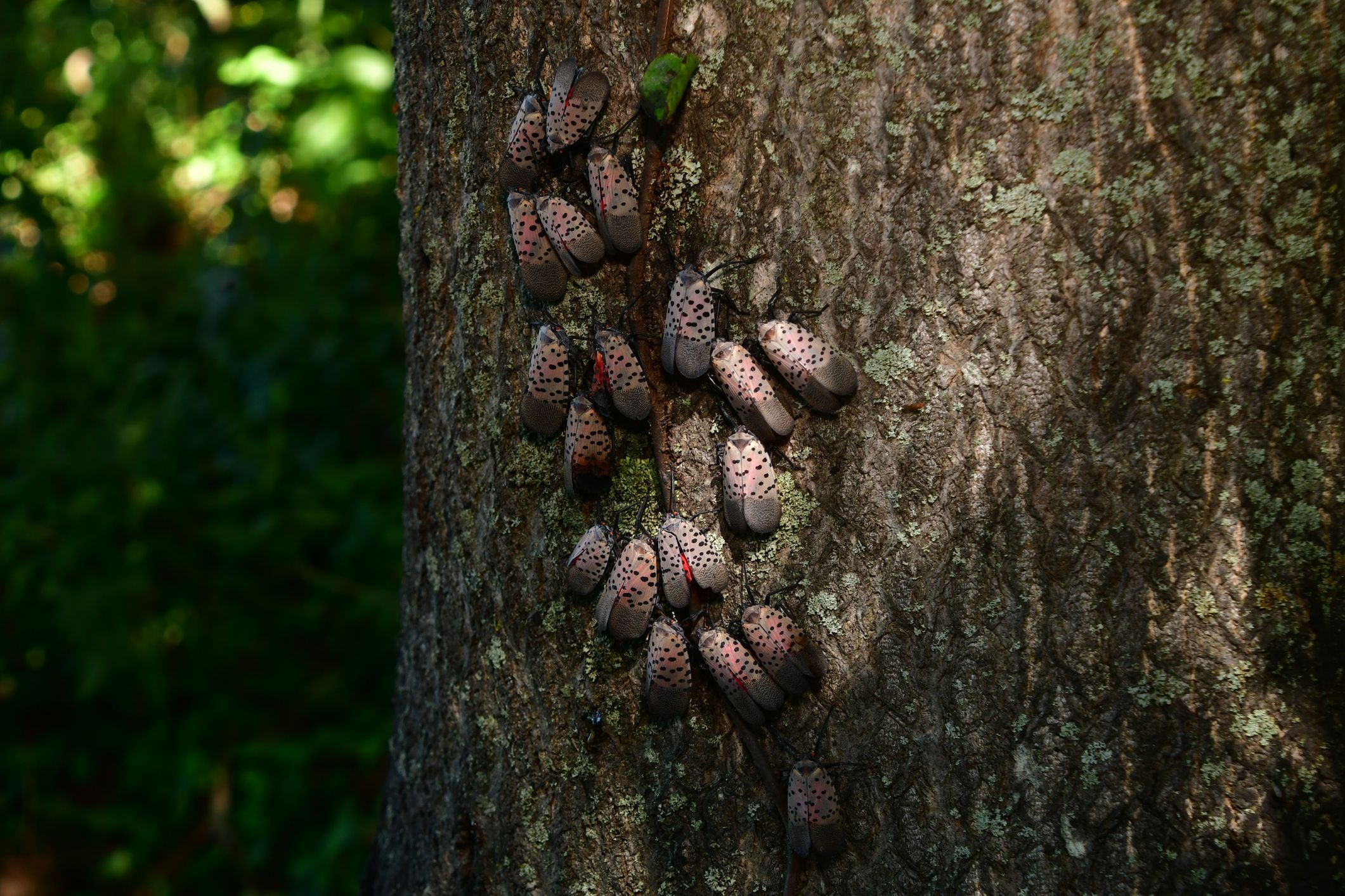 South Jersey Spotted Lanternfly