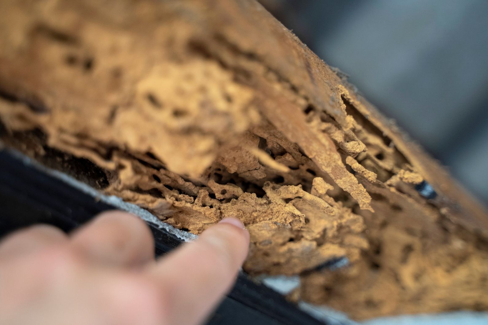 Camden County Pest Control Companies A Bell Pest Services South Jersey